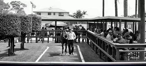 拳坛名人“天山雪豹”购入纯血马引发轰动