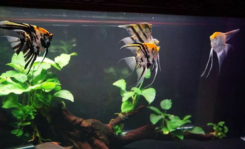 玩得细致、专业,出手不凡!