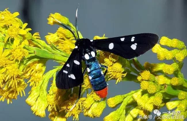 水生昆虫幼虫图谱,各种有害昆虫图谱