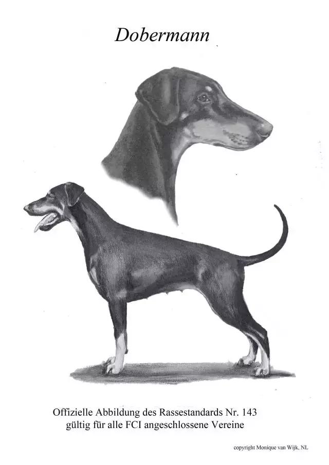 纯种德国杜宾犬没修耳朵和尾巴的,不是纯种杜宾犬长什么样