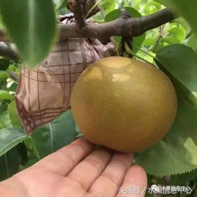 梨子的品种与产地,梨子品种及产地