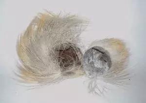 看剧学中医？麝香致不孕、艾叶安胎、阿胶补血都是古装剧瞎编的