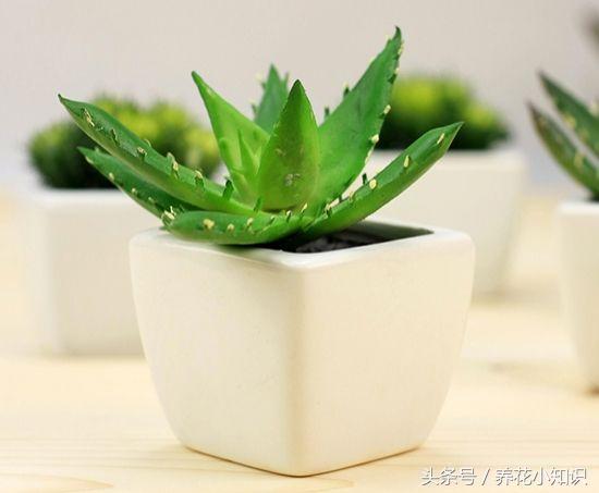 盆栽牡丹冬季可以自然越冬吗,绣球冬季怎样修剪和保护才能越冬