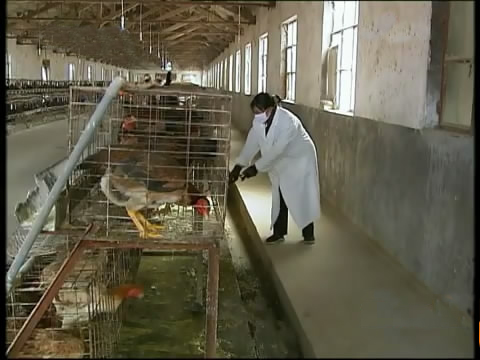 新款斗鸡养殖版,斗鸡的养殖技术视频播放