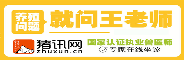 猪得伪狂犬病的最佳治疗方案,猪得了伪狂犬病用什么药最好