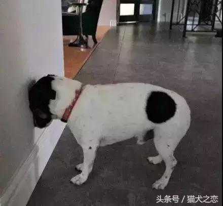 警惕这些行为可能会让狗狗短命,你知道狗狗有哪些求救行为吗