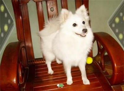 养银狐犬有什么注意事项,银狐犬的正确饲养方法