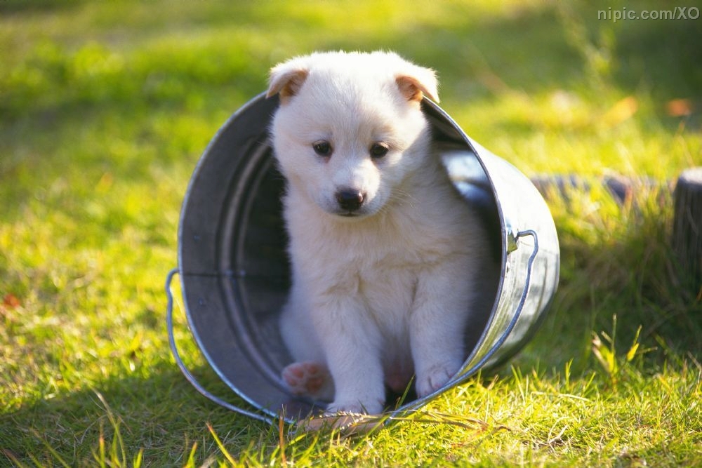 狗狗老年常见病,狗狗死亡的常见病