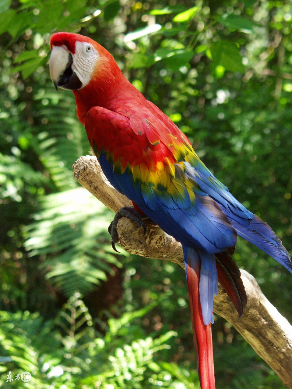 聪明的鹦鹉,聪明的鹦鹉童话故事