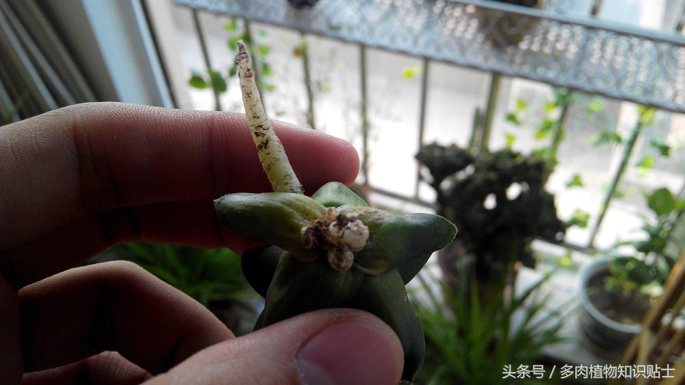 十二卷多肉可以直接用石子种吗,多肉十二卷怎样养不烂根