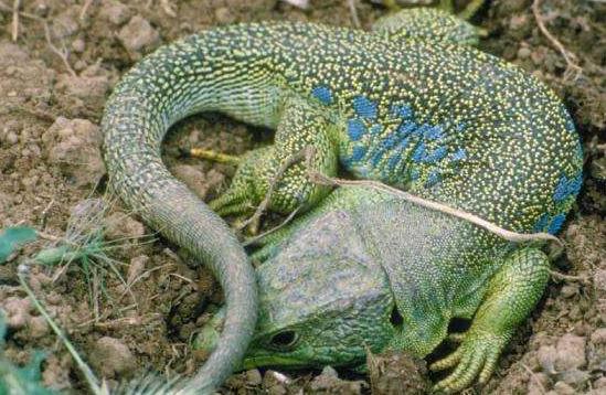 当今动物的进化,世界上100种动物的进化史