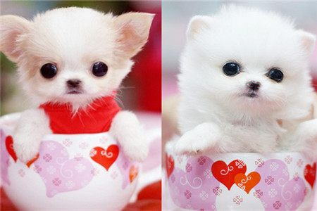 茶杯犬的养法和注意事项,茶杯犬怎么样好养吗