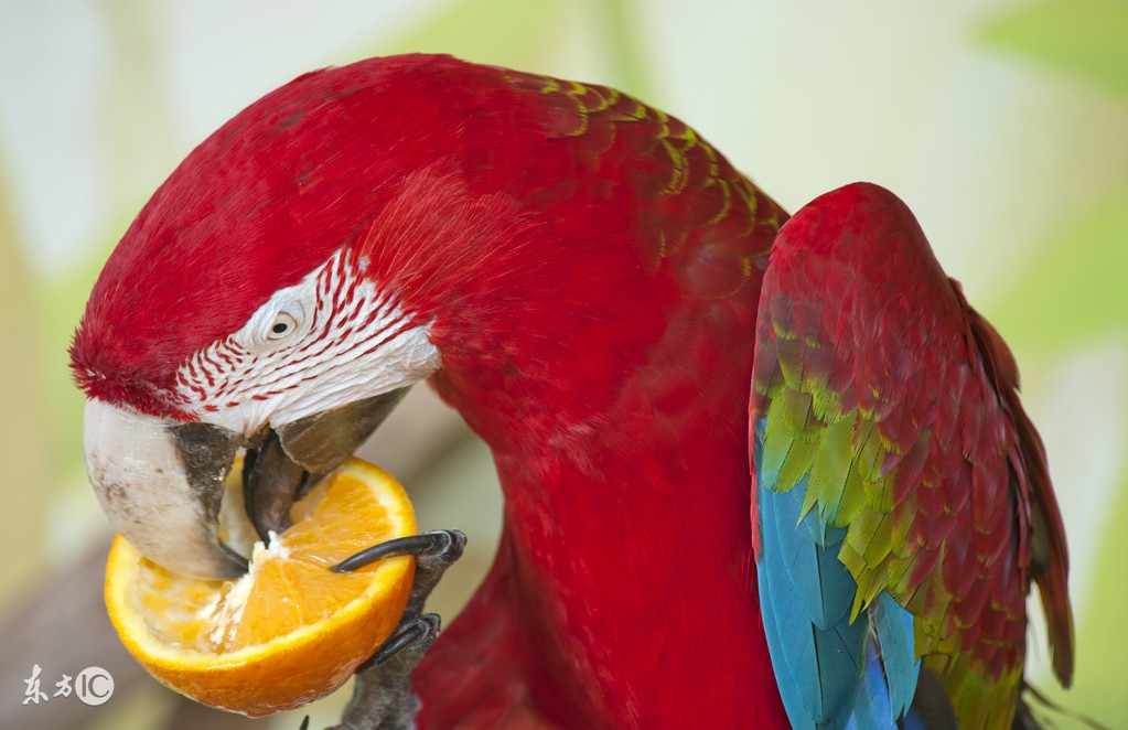 聪明的鹦鹉,聪明的鹦鹉童话故事