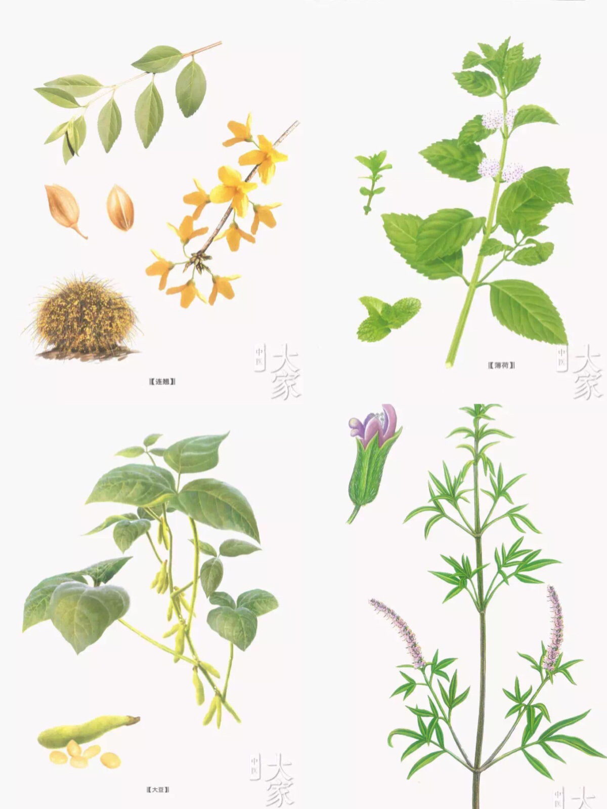 小儿豉翘清热颗粒和小儿柴桂区别,小儿豉翘清热颗粒是抗病毒的药吗