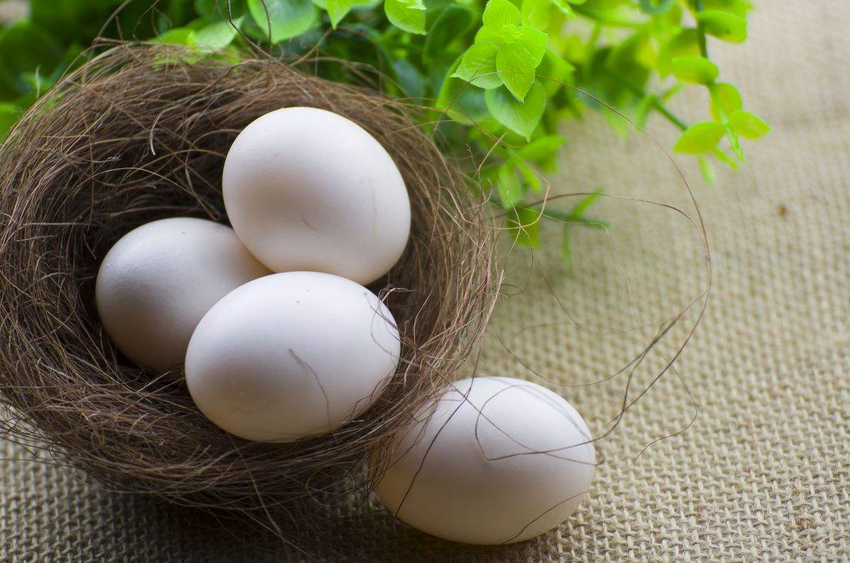 孕妇吃鸡蛋鸭蛋鸽子蛋鹅蛋哪个好,鹅蛋鸡蛋鸽子蛋营养对比