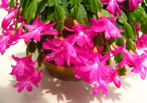 令箭荷花嫁接蟹爪兰的方法,令箭荷花扦插蟹爪兰