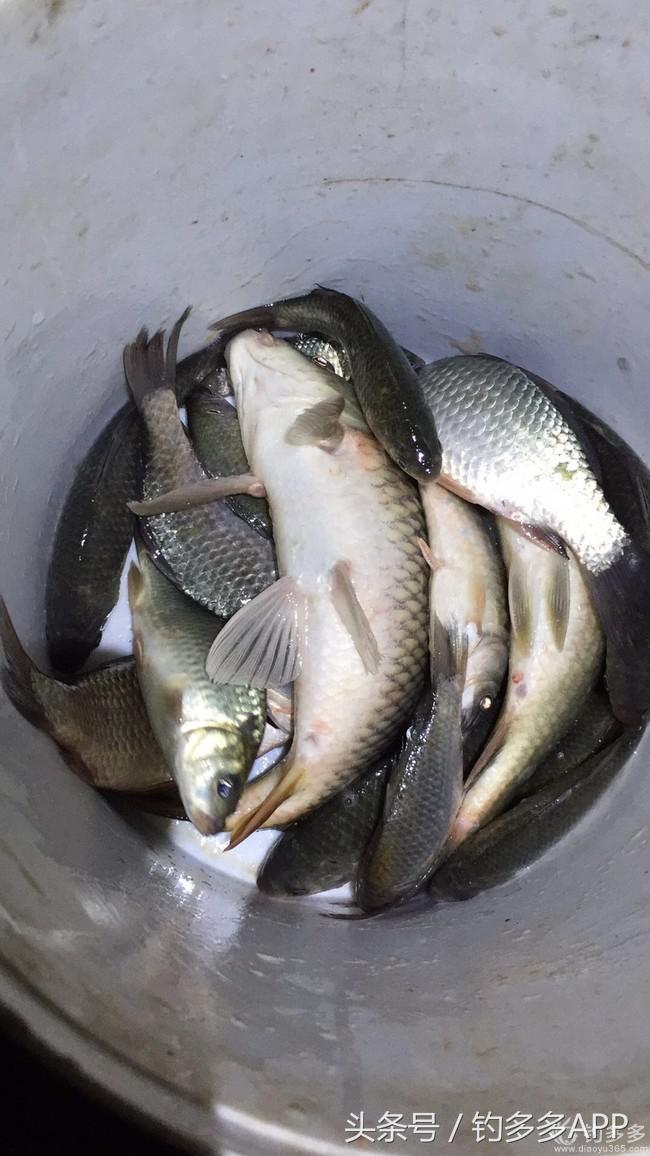 学钓鱼没点狠劲还真不行,鱼竿教学入门零基础野钓