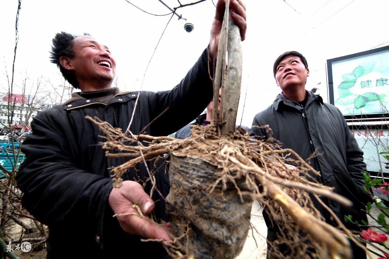 新种的果树多长时间发芽怎么管理,新种的果树不发芽怎么办