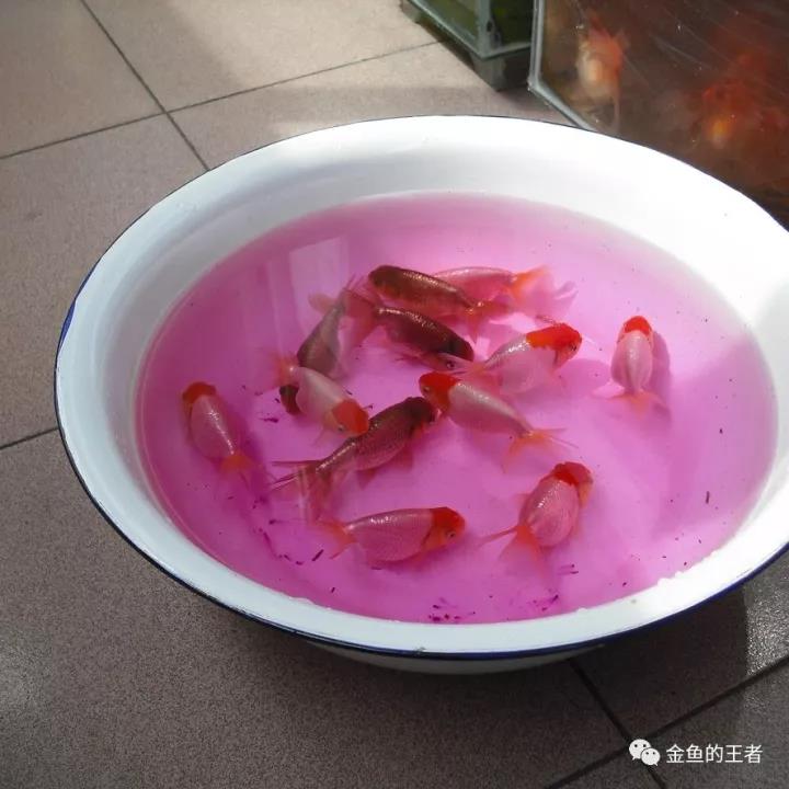 金鱼有哪些问题,金鱼出毛病