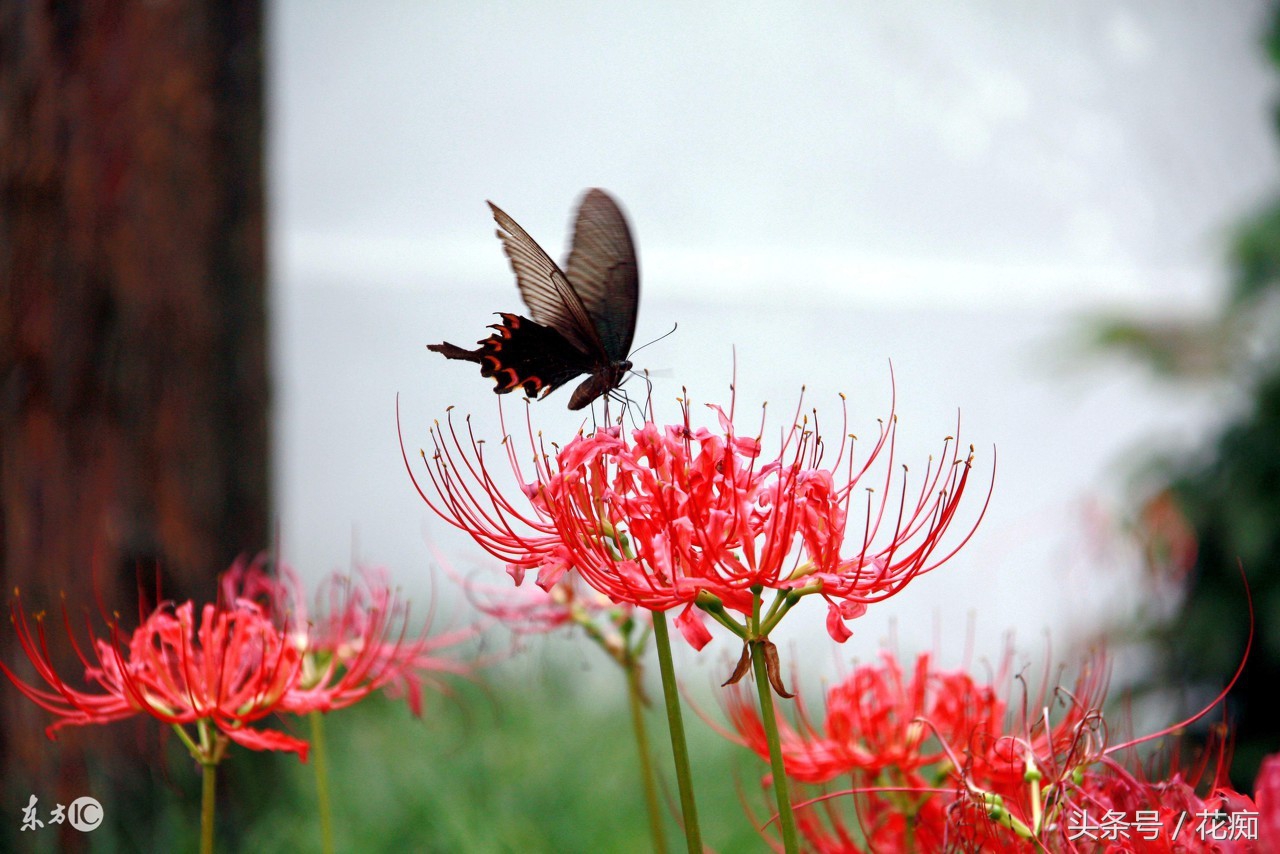 彼岸花为什么有叶无花有花无叶,有花无叶彼岸花