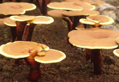 长期吃灵芝孢子粉危害,同仁堂灵芝孢子粉价格