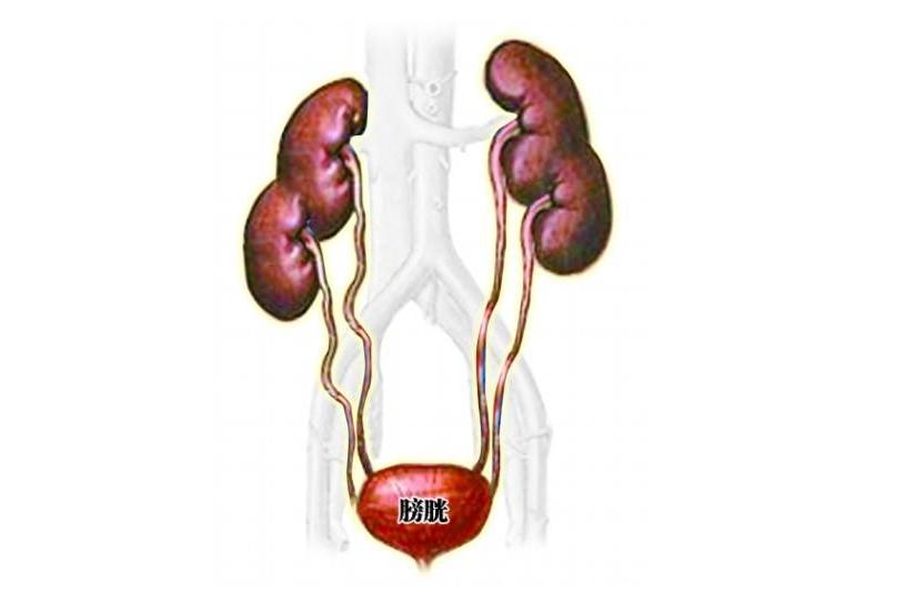 4个肾的人会发生什么,天生只有一个肾的概率是多少