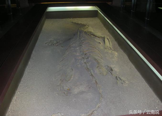 禄丰世界恐龙谷相约一亿年,世界恐龙谷和禄丰恐龙地质公园