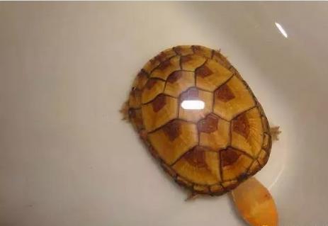 新手养龟的小知识,养水龟需要用什么水好