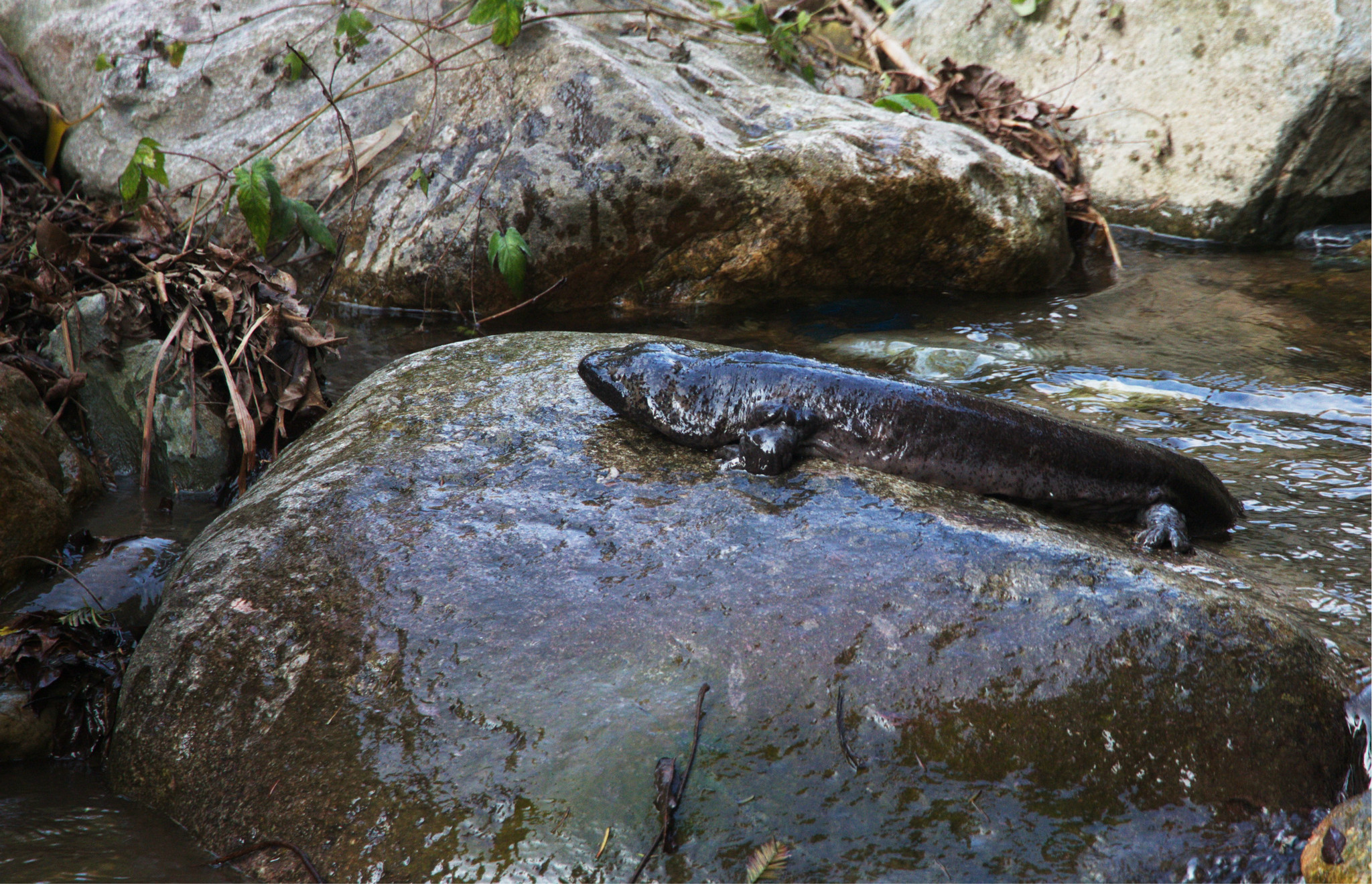 为什么“水中人参”久降停涨？娃娃鱼到底还能不能赚钱？