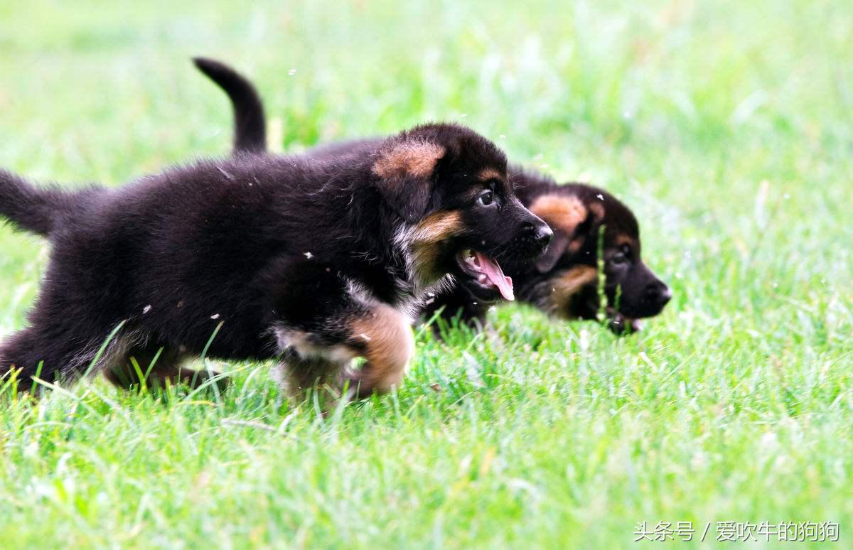 买狗被人骗了,买狗如何避免被骗