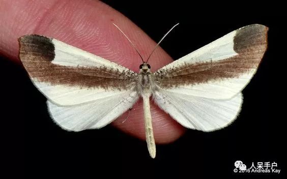 如何分辨蛾子的幼虫和蝴蝶的幼虫,蛾子和蝴蝶哪个身体纤细体毛少