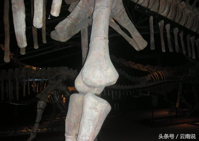 禄丰世界恐龙谷相约一亿年,世界恐龙谷和禄丰恐龙地质公园