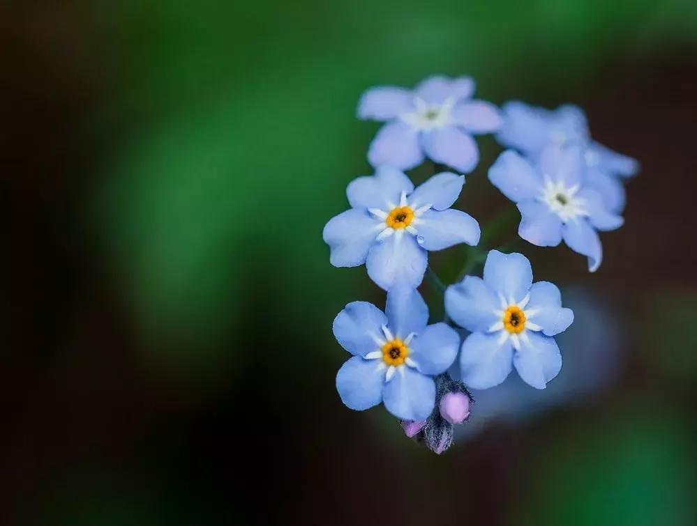 有寓意的花名英文名,有意义的花名英文