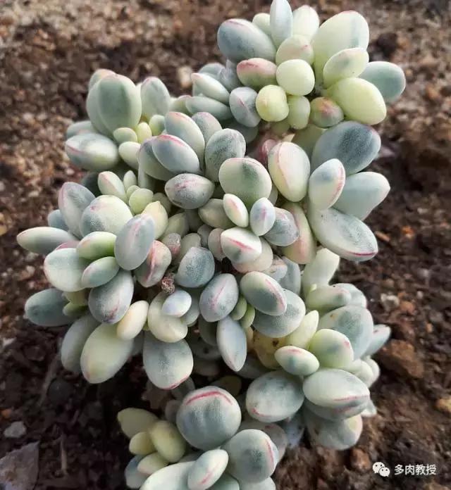 韩国大棚多肉视频,韩国原装进口多肉大棚