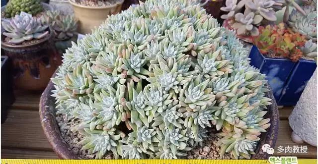 速看!韩国大棚主10大多肉镇店之宝,美呆了!
