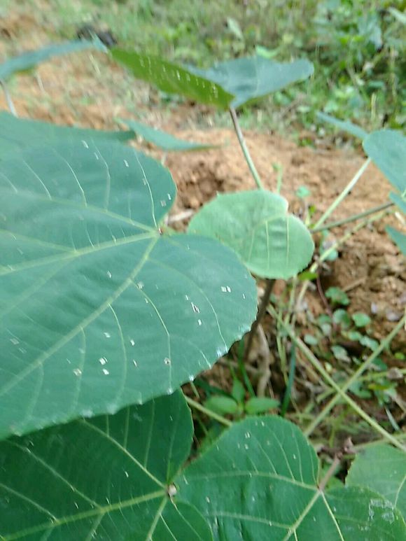 这个就是白背叶，你认识吗？知道它有什么秘密吗？