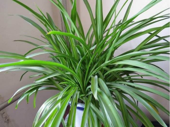 家里吊兰叶子发黄怎么办,家里的吊兰烂叶子怎么回事