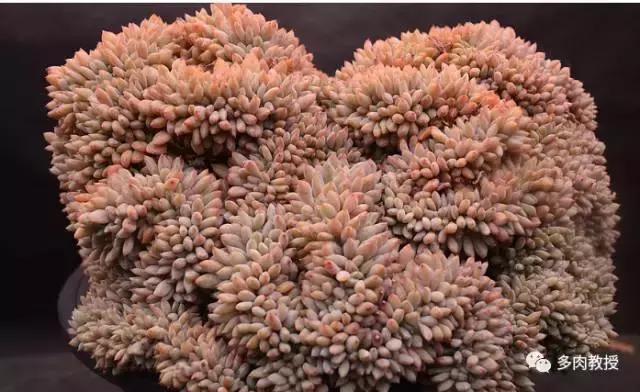 韩国大棚多肉视频,韩国原装进口多肉大棚