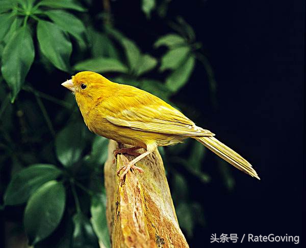 燕窝要怎么挑选哪一种燕窝比较好,燕窝知识科普哪种燕窝适合自己吃