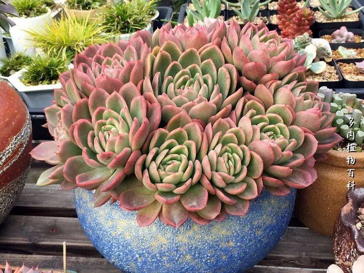 视觉盛宴美不胜收美图,视觉盛宴每个画面都美极了