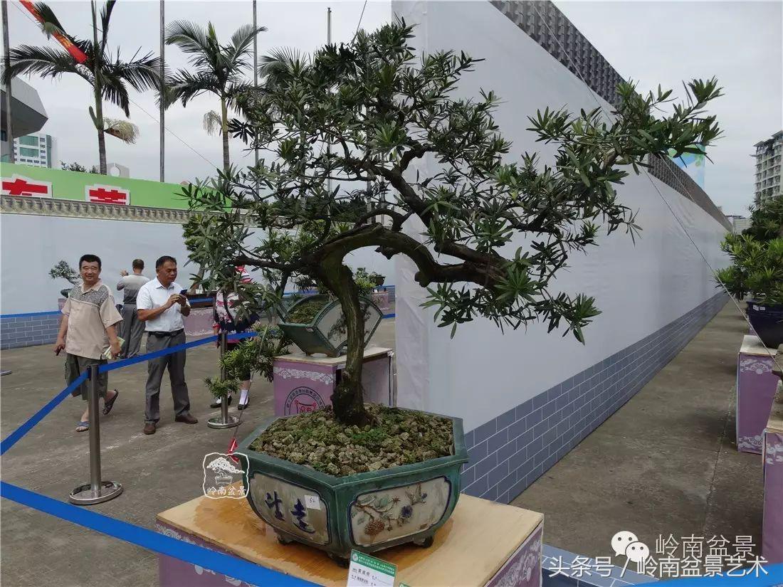 招财好运盆景,罗汉松开运招财