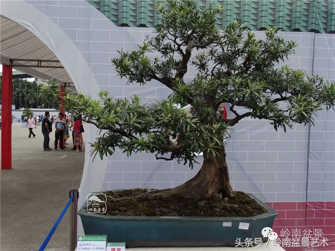 招财好运盆景,罗汉松开运招财