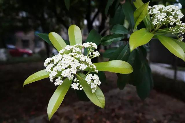 岳麓山最多的植物,岳麓山上的紫色花是什么花