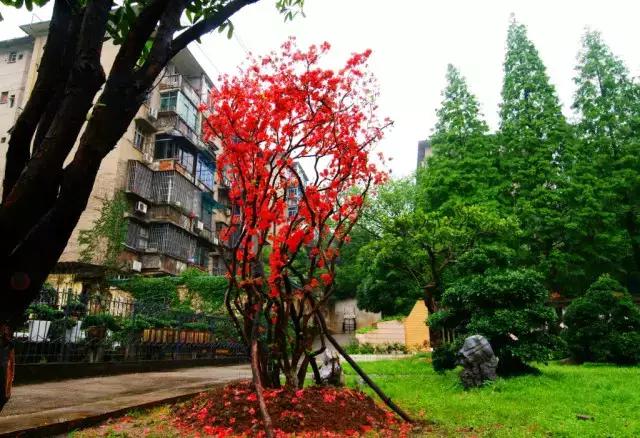 岳麓山最多的植物,岳麓山上的紫色花是什么花