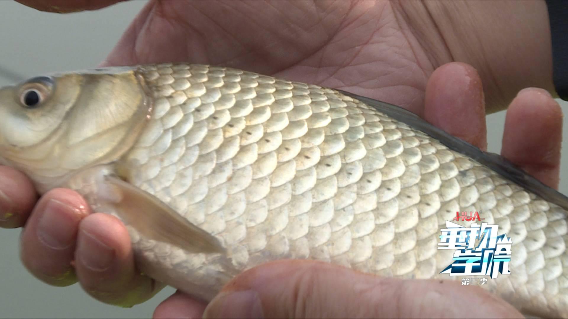 野钓小杂鱼闹窝太严重怎么办,为什么小杂鱼闹窝却钓不上来