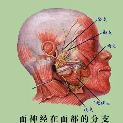 身上长了痣抠掉了,莫名其妙长了颗痣