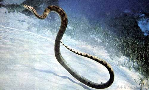 十二生肖分析属蛇的吉凶,十二生肖之中的巳蛇代表什么