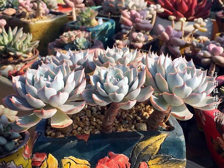 视觉盛宴美不胜收美图,视觉盛宴每个画面都美极了