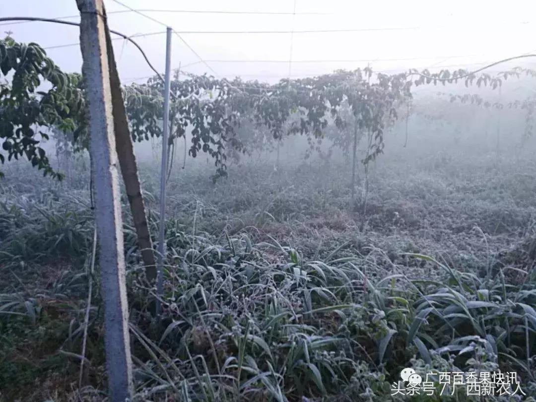百香果怕霜冻吗,百香果如何对付霜冻天气