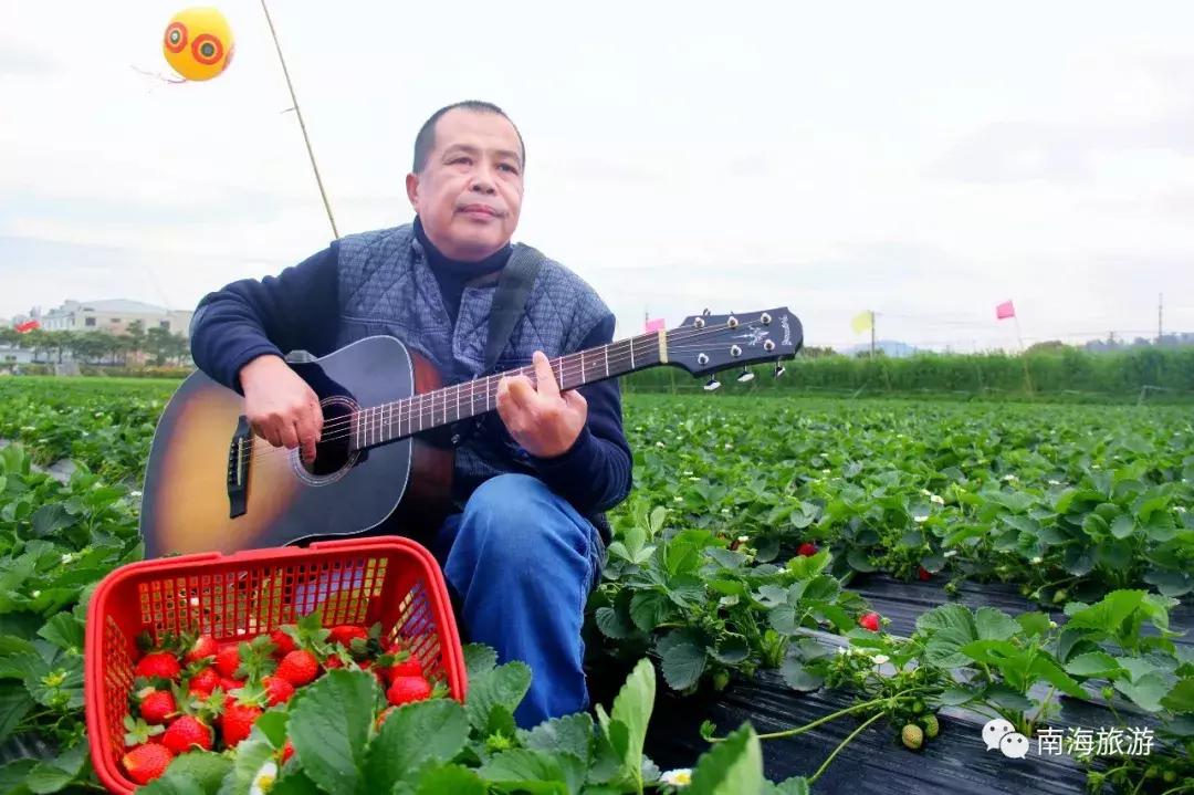 香甜多汁！佛山周边草莓采摘地图出炉！